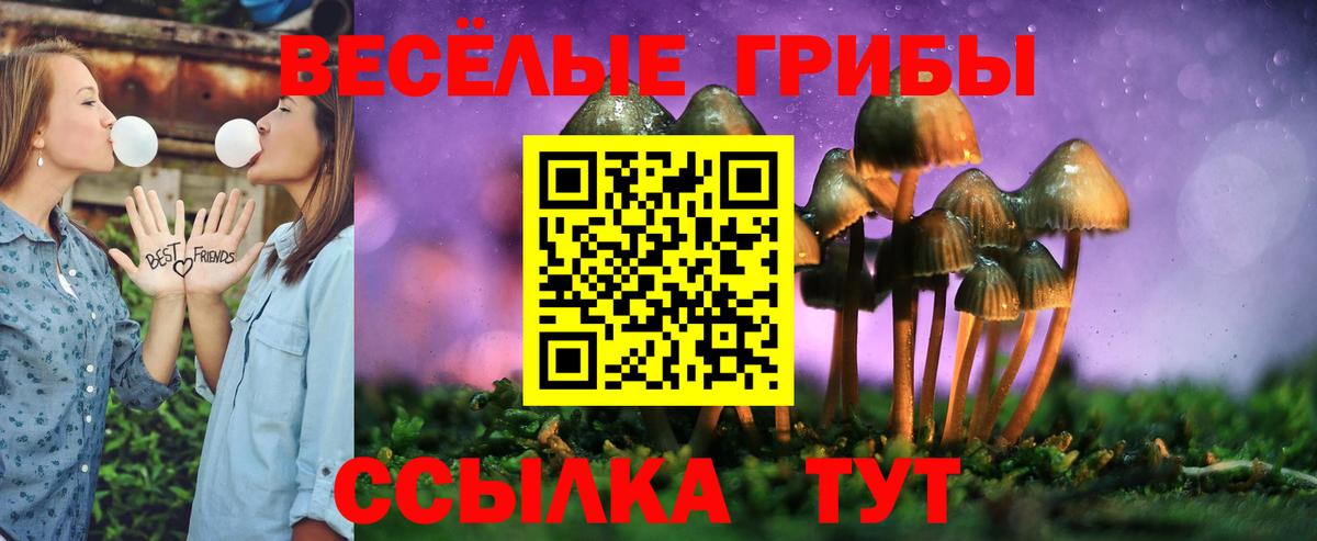 Камышин  Псилоцибиновые грибы Psilocybine cubensis  Вход с VPN 